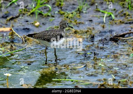 Un sanspiper solitario "Tringa solitaria", a pochi passi mentre si fa un'escursione in un'area paludosa presso la passerella dei castori di Hinton Alberta Canada. Foto Stock