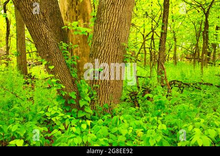 La foresta ripariana lungo il Cottonwood Nature Trail, il DeSoto National Wildlife Refuge, Iowa Foto Stock