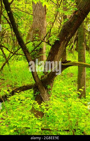 La foresta ripariana lungo il Cottonwood Nature Trail, il DeSoto National Wildlife Refuge, Iowa Foto Stock