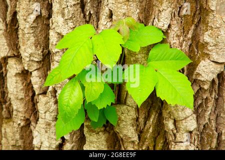 Veleno edera (Toxicodendron radicans) lungo Cottonwood Nature Trail, DeSoto National Wildlife Refuge, Iowa Foto Stock