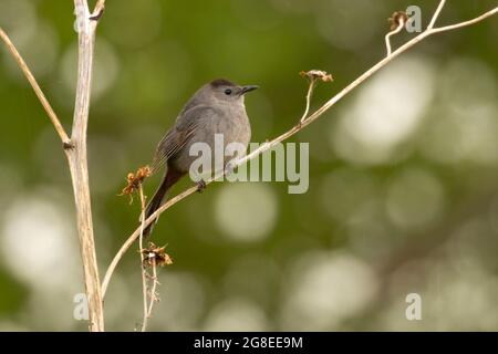 Gray Catbird (Dumetella carolinensis), DeSoto National Wildlife Refuge, Iowa Foto Stock