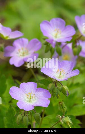 Serata rosa Primrose (Oenotera speciosa) lungo Oak Savanna Trail, Neal Smith National Wildlife Refuge, Iowa Foto Stock