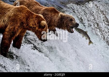 Salmone che si rivaluta nella bocca di Grizzly - Brooks Falls, Katmai National Park, Alaska, USA Foto Stock