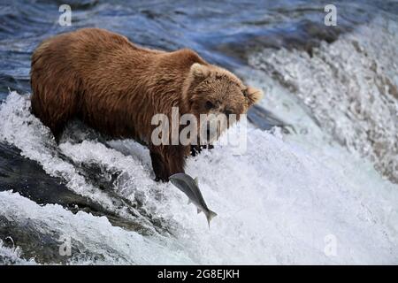 A Grizzly Bear at Brooks Falls si osserva un po' troppo lontano dai salmoni: Il fiume Brooks, il Katmai National Park, Alaska, USA Foto Stock