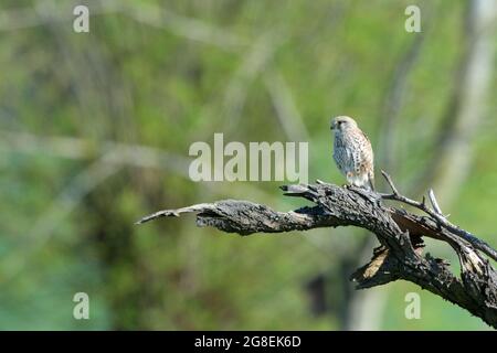 Kestrel comune - Kestrel eurasiatico - Kestrel europeo (Falco tinnunculus) giovani arroccati su un ramo morto a sping Belgio Foto Stock