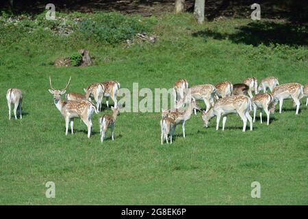 Allow Deer (Dama dama) mandria che pascolano in una radura in autunno Vallonia - Belgio Foto Stock