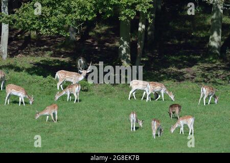 Allow Deer (Dama dama) mandria che pascolano in una radura in autunno Vallonia - Belgio Foto Stock