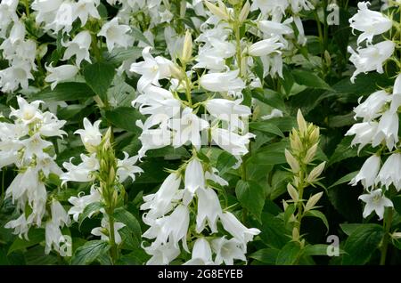 Campanula latifolia var macrantha Alba ampio Bellflower lievitato alti steli rigidi portano fiori bianchi puri a forma di campana Foto Stock