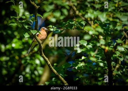 1 piccolo uccello da giardino colorato (chaffinch maschile) seduto in rami di albero (testa grigia, petto arancio-rosso, becco, coda) - Yorkshire, Inghilterra, REGNO UNITO. Foto Stock