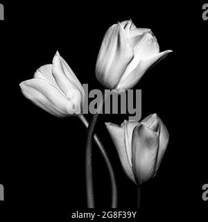bella arte ritratto botanico monocromatico di tulipani Foto Stock