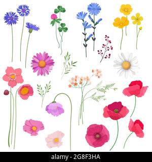 Set decorativo di fiori e piante selvatiche Illustrazione Vettoriale