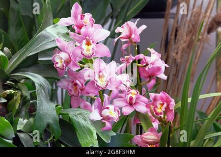 Orchidee viola e bianche e altre piante da casa in pentole in negozio di giardino. Orchidee vendute in negozio. Piantando di verde. Foto Stock