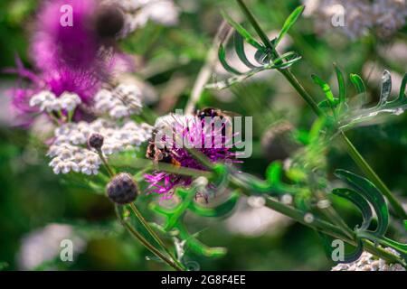 Primo piano di due api bumble che impollinano un fiore. Foto Stock