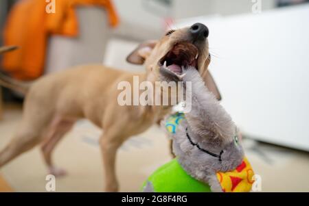Il cane sta giocando a casa. Il cucciolo italiano del levriero tira un giocattolo sulla corda con i denti. Piccolo cane cucciolo Foto Stock