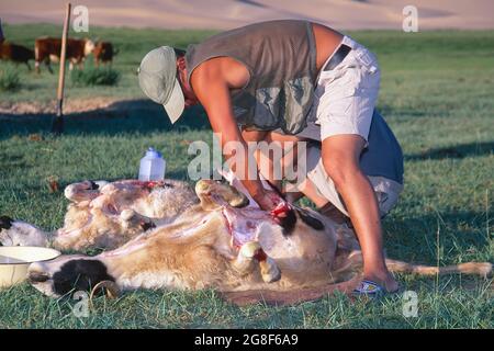 Nomadi che praticano la tradizionale uccisione di pecore nel deserto di Gobi, Mongolia Foto Stock