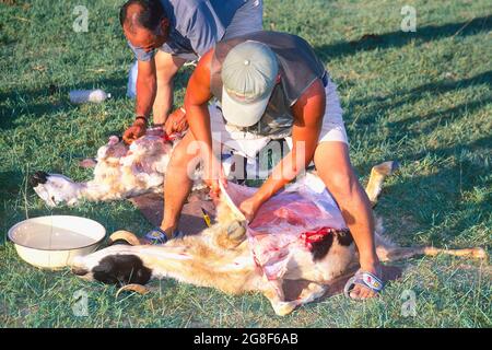 Nomadi che praticano la tradizionale uccisione di pecore nel deserto di Gobi, Mongolia Foto Stock