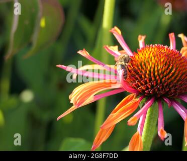 Primo piano di un luminoso e colorato fiore echinacea 'passione d'arancia' in una serata d'estate nel giardino, visitato da un'ape di miele Foto Stock