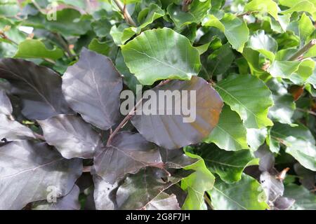 Foglie di faggio verde e rosso-viola a contrasto che crescono fianco a fianco Foto Stock