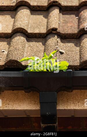 Erbacce che crescono in grondaia di pioggia bloccata con drainpipe e tegole del tetto. Foto Stock