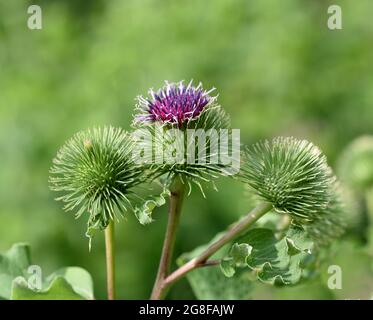 Klette, Grosse, arctium lappa, ist eine wichtige Heilpflanze mit lila Blueten und wird in der Medizin verwendet. Big burdock, arctio, lappa, è un im Foto Stock