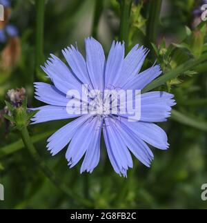 Wegwarte, Cichorium intybus, ist eine Wild- und Heilpflanze mit blauen Blueten. Die Blueten sind essbar. Cicoria Cichorium intybus, è una wild e med. Foto Stock