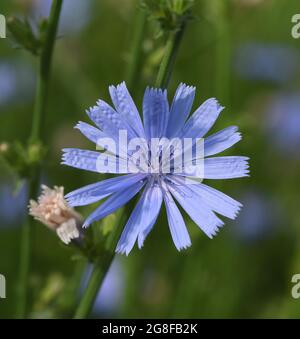 Wegwarte, Cichorium intybus, ist eine Wild- und Heilpflanze mit blauen Blueten. Die Blueten sind essbar. Cicoria Cichorium intybus, è una wild e med. Foto Stock