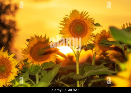 Girasole d'oro al tramonto. Campo di girasole in colori caldi della sera. Foto Stock