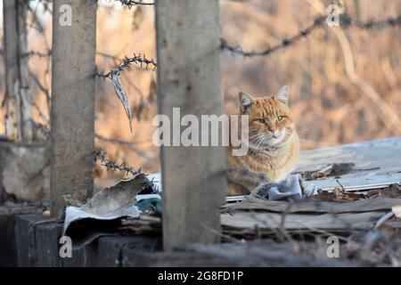 Gatto zenzero che poggia vicino a fili metallici all'esterno. Foto Stock