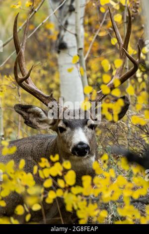 Mulo cervo (Odocoileus hemionus) nel Parco Nazionale di Yellowstone Foto Stock