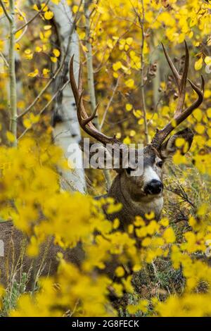 Mulo cervo (Odocoileus hemionus) nel Parco Nazionale di Yellowstone Foto Stock