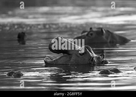 Ippopotamo in ambiente paludoso, Savannah Africana, Parco Nazionale Kruger, Sud Africa. Foto Stock