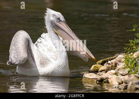 Pellicano dalmata (Pelicanus crispus) piumaggio bianco sporco grande giallo  becco pallido iris crusca spazzata in alto sulla testa Arundel centro  paludoso esposizione uk Foto stock - Alamy