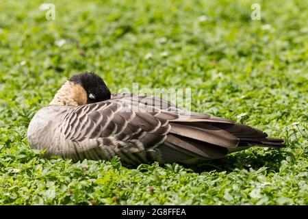 Nene oca (Branta sandvicensis) uccello di conservazione. La testa nera legge gambe i piedi hind collo, guance di gomma furrowed collo nero e bianco strisce diagonali Foto Stock