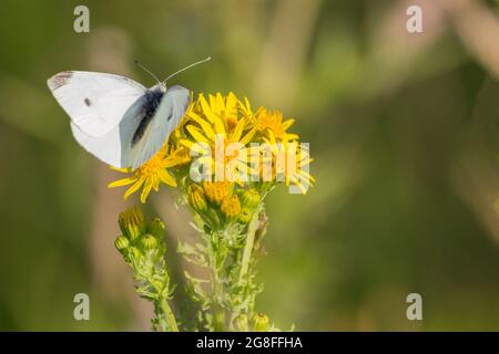 Grande farfalla bianca (Pieris brassicae) su oxford ragwort come petali gialli di piante selvatiche grande centro arancione in rilievo giallo (Senecio squalidus) Foto Stock