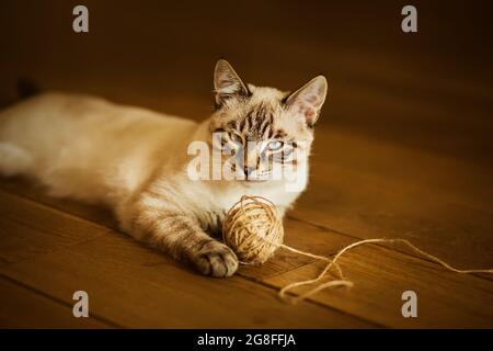 Un simpatico e felice tabby kitten thailandese è sdraiato sul pavimento in legno della casa, avendo giocato abbastanza con una palla di corda di canapa. Animali domestici e articoli per la casa. Foto Stock