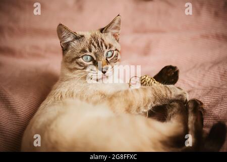Un carino gattino tailandese a righe sta giocando con un mouse giocattolo e bloccato fuori la sua lingua in sorpresa. Animali domestici carini e divertimento con un giocattolo. Foto Stock