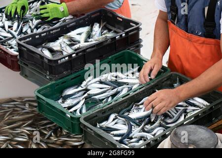 Pescatore che smistano il pescato in contenitori, vicino di sardine e mani Foto Stock