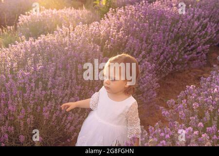 Bella bambina in un vestito bianco che cammina con un bouquet in un campo di lavanda. Vista del tramonto. Vista panoramica estiva. Ritratto di bionda babygirl. Foto Stock