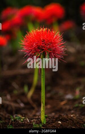 Giglio di fuoco - Scadoxus multiflorus, pianta fiorente rossa bella dalle foreste africane, foresta di Harrena, montagne di Bale, Etiopia. Foto Stock