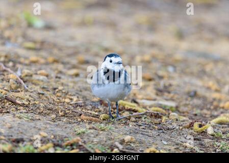 Un wagtail su terra Foto Stock