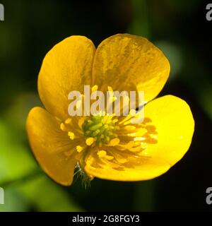 Primo piano del Meadow Buttercup, (Ranunculus acris) estate, Regno Unito. Foto Stock