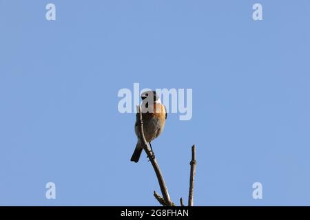 stonechat europeo (Saxicola rubicola) germania Foto Stock