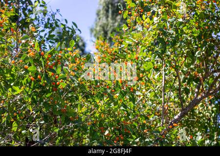 I rami di nido d'ape (Lonicera microfylla) con bacche d'arancia e foglie verdi in giardino d'estate. Foto Stock