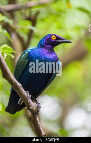 Una stella viola (Lamprotornis purpurpureus) è un membro della famiglia di uccelli starling. È un allevatore residente in Africa tropicale Foto Stock