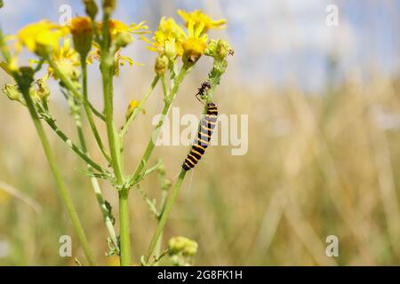 Bruco di Cinnabar Moth e ANT su Ragwort comune nella bella natura. Tyria jacobaeae a strisce nere e gialle su piante da fiore gialle. Foto Stock