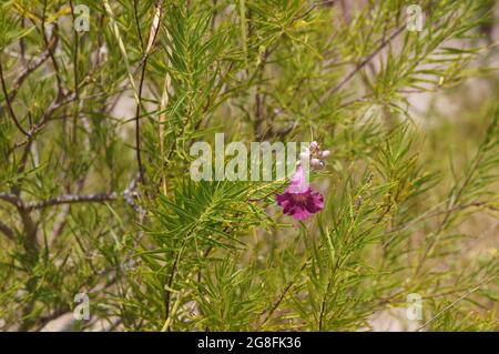 Il salice del deserto (Chilopsis linearis) fiorisce Foto Stock