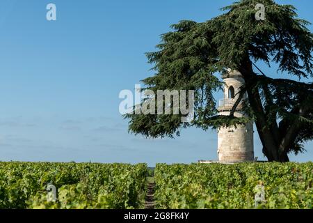 Vecchia torre nei vigneti della zona del Médoc, in Gironda, Francia Foto Stock