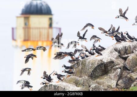 Isola di maggio, Anstruther, Scozia, Regno Unito. 20 luglio 2021. Tempo nel Regno Unito - mentre Anstruther si trova a soli dieci chilometri circa sulla costa di Fife, crogiolarsi al sole e alla foschia, Puffins prende il volo nella nebbia (conosciuta localmente come Haar) sull'isola di maggio. Credit: Kay Roxby/Alamy Live News Foto Stock