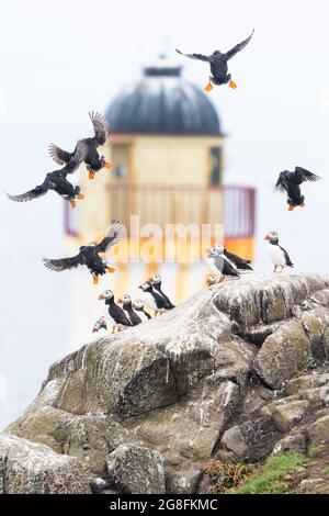 Isola di maggio, Anstruther, Scozia, Regno Unito. 20 luglio 2021. Tempo nel Regno Unito - mentre Anstruther si trova a soli dieci chilometri circa sulla costa di Fife, crogiolarsi al sole e alla foschia, Puffins prende il volo nella nebbia (conosciuta localmente come Haar) sull'isola di maggio. Credit: Kay Roxby/Alamy Live News Foto Stock