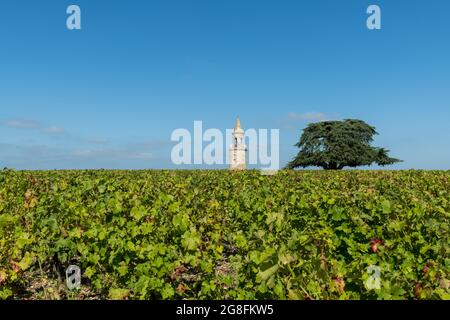 Vecchia torre nei vigneti della zona del Médoc, in Gironda, Francia Foto Stock